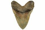 Serrated, Fossil Megalodon Tooth - North Carolina #328431-2